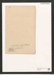 Diatomeae indet. Zeichnungen Sammlung Grunow (NHMW-BOT-W0372452)